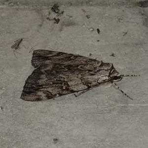 Click to view this image in a large viewer