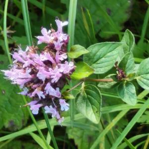 Click to view this image in a large viewer