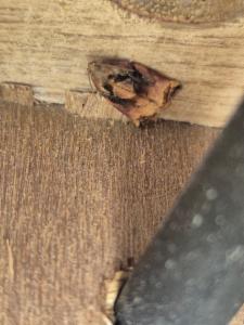 Click to view this image in a large viewer