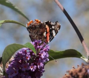 Click to view this image in a large viewer