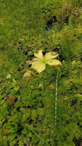 Click to view this image in a large viewer