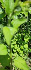 Click to view this image in a large viewer