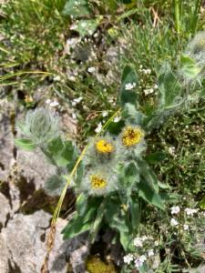 Click to view this image in a large viewer