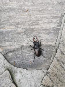 Click to view this image in a large viewer