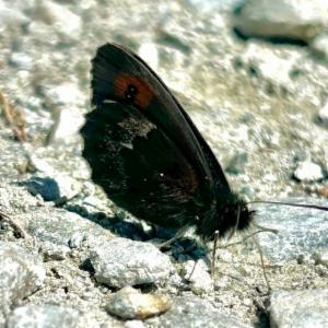 Click to view this image in a large viewer