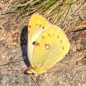 Click to view this image in a large viewer