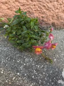 Click to view this image in a large viewer