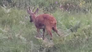 Click to view this image in a large viewer