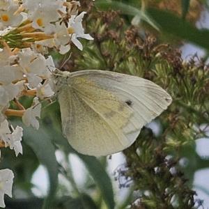 Click to view this image in a large viewer