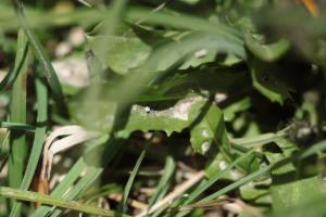 Click to view this image in a large viewer