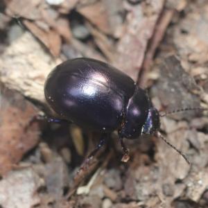 Click to view this image in a large viewer