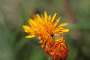 Click to view this image in a large viewer