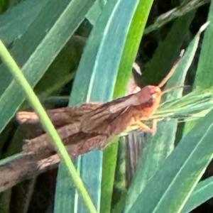 Click to view this image in a large viewer