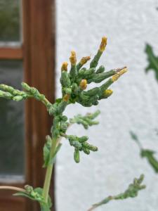 Click to view this image in a large viewer