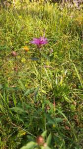 Click to view this image in a large viewer