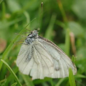 Click to view this image in a large viewer