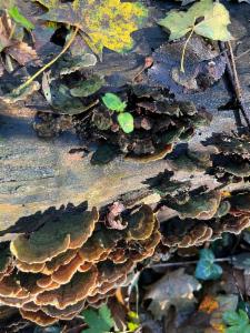 Click to view this image in a large viewer