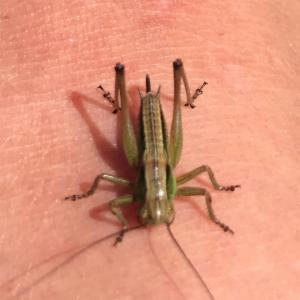 Click to view this image in a large viewer