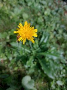 Click to view this image in a large viewer