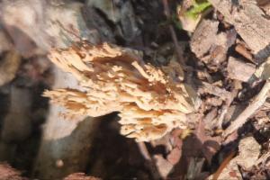 Click to view this image in a large viewer