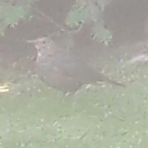 Click to view this image in a large viewer