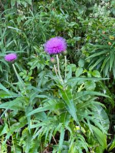 Click to view this image in a large viewer