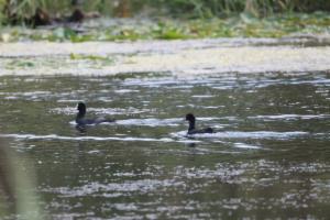 Click to view this image in a large viewer