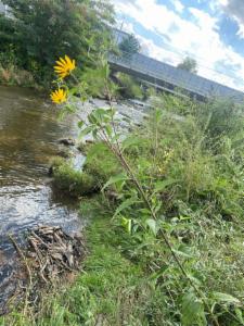 Click to view this image in a large viewer