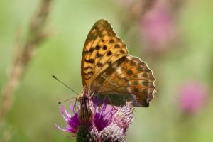 Click to view this image in a large viewer