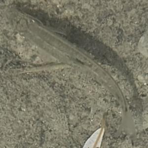 Click to view this image in a large viewer