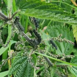 Click to view this image in a large viewer