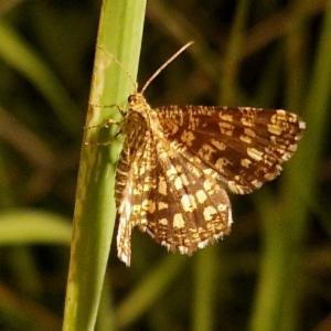 Click to view this image in a large viewer