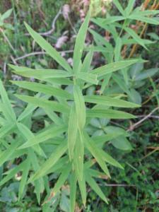 Click to view this image in a large viewer