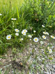 Click to view this image in a large viewer