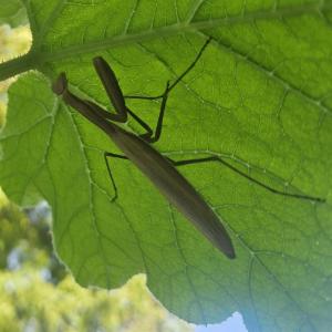 Click to view this image in a large viewer