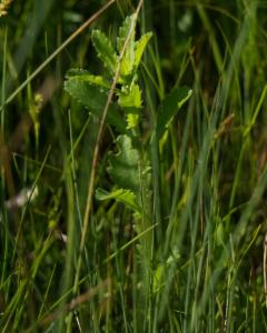 Click to view this image in a large viewer