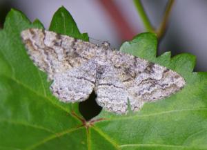 Click to view this image in a large viewer