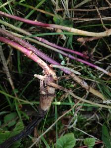 Click to view this image in a large viewer