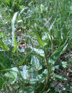 Click to view this image in a large viewer