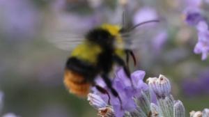 Click to view this image in a large viewer