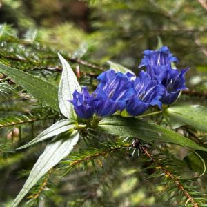 Click to view this image in a large viewer