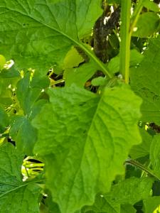 Click to view this image in a large viewer