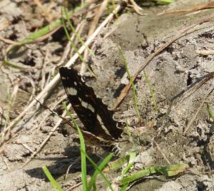 Click to view this image in a large viewer