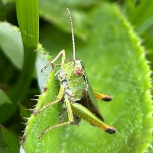 Click to view this image in a large viewer