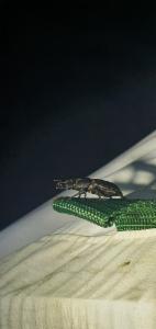 Click to view this image in a large viewer