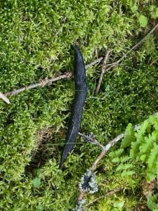 Click to view this image in a large viewer