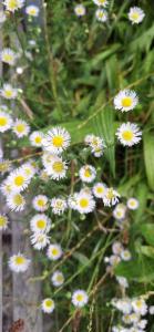 Click to view this image in a large viewer