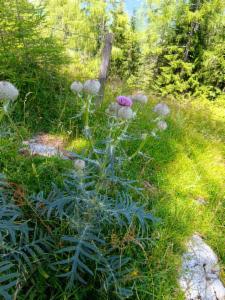 Click to view this image in a large viewer