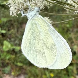 Click to view this image in a large viewer