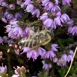 Click to view this image in a large viewer